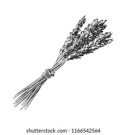 Vector engraved style illustration for posters, decoration and print. Hand drawn sketch of wheat ear, monochrome isolated on white background. Detailed vintage woodcut style