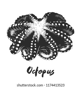 Vector engraved style illustration for posters, decoration and print. Hand drawn sketch of octopus in monochrome isolated on white background. Detailed vintage woodcut style drawing.