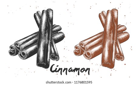 Vector engraved style illustration for posters, decoration and print. Hand drawn sketch of cinnamon in monochrome and colorful. Detailed vegetarian food drawing.