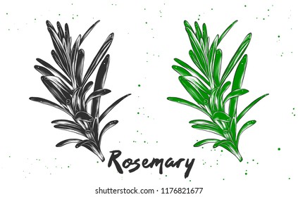 Vector engraved style illustration for posters, decoration and print. Hand drawn sketch of rosemary in monochrome and colorful. Detailed vegetarian food drawing.