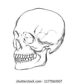 Vector engraved style illustration for posters, decoration and print. Hand drawn sketch of human skull in black isolated on white background. Detailed vintage etching style drawing.