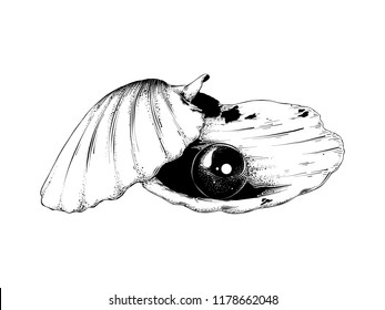 Vector engraved style illustration for posters, decoration and print. Hand drawn sketch of shell with pearl in black isolated on white background. Detailed vintage etching style drawing