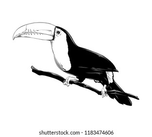 Vector engraved style illustration for posters, decoration and print. Hand drawn sketch of brazilian toucan bird in black isolated on white background. Detailed vintage etching style drawing.