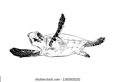 Vector engraved style illustration for posters, decoration and print. Hand drawn sketch of turtle in black isolated on white background. Detailed vintage etching style drawing.