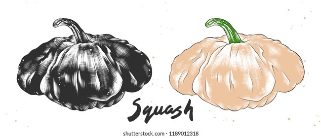 Vector engraved style illustration for posters, decoration and print. Hand drawn sketch of squash in monochrome and colorful. Detailed vegetarian food drawing.