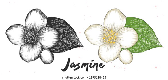 Vector engraved style illustration for posters, decoration and print. Hand drawn sketch of jasmine flower in monochrome and colorful. Detailed vegetarian food drawing.