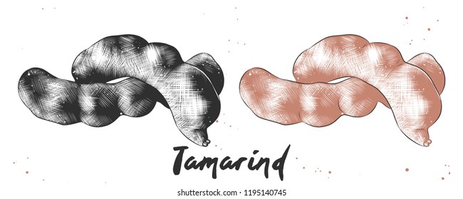 Vector engraved style illustration for posters, decoration and print. Hand drawn sketch of tamarind in monochrome and colorful. Detailed vegetarian food drawing.