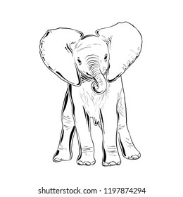 Vector engraved style illustration for posters, decoration and print. Hand drawn sketch of little elephant in black isolated on white background. Detailed vintage etching style drawing.