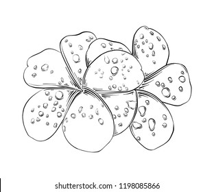 Vector engraved style illustration for posters, decoration and print. Hand drawn sketch of frangipani thai flower in black isolated on white background. Detailed vintage etching style drawing.
