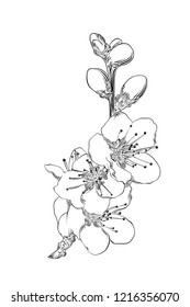 Vector engraved style illustration for posters, decoration and print. Hand drawn sketch of japanese sakura  blossom isolated on white background. Detailed vintage etching drawing.