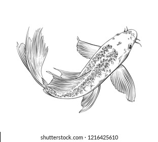 Ilustración de estilo vectorial grabada para carteles, decoración e impresión. Esbozo dibujado a mano de peces japoneses de carpa aislados en fondo blanco. Dibujo de grabado de época detallado.