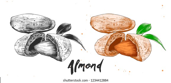 Vector engraved style illustration for posters, decoration, packaging and print. Hand drawn sketch of almond nuts in monochrome and colorful. Detailed etching food drawing.