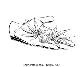 Vector engraved style illustration for posters, logo, emblem, decoration and print. Hand drawn sketch of marijuana leaves on the hand, on white background. Detailed vintage etching style drawing.