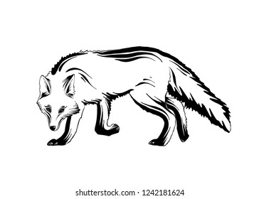 Vector engraved style illustration for posters, decoration and print. Hand drawn sketch of forest fox in black isolated on white background. Detailed vintage etching style drawing.