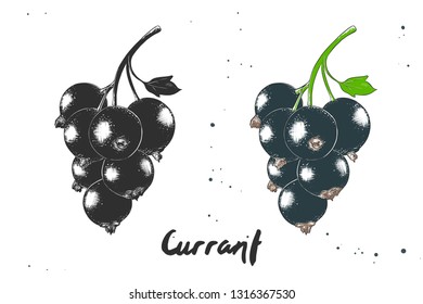 Vector engraved style illustration for posters, decoration and print. Hand drawn sketch of black currant in monochrome and colorful. Detailed vegetarian food drawing. 