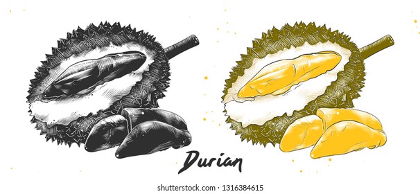 Vector engraved style illustration for posters, decoration and print. Hand drawn sketch of durian in monochrome and colorful. Detailed vegetarian food drawing. 