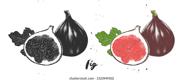 Vector engraved style illustration for posters, decoration, packaging and print. Hand drawn sketch of fresh figs in monochrome and colorful. Detailed vegetarian food drawing. 