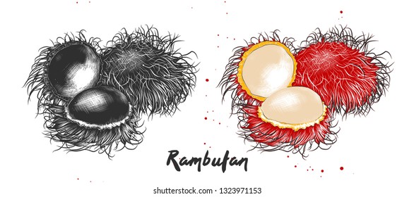 Vector engraved style illustration for posters, decoration, packaging and print. Hand drawn sketch of rambutan fruit in monochrome and colorful. Detailed vegetarian food drawing. 