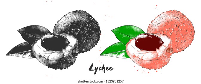Vector engraved style illustration for posters, decoration, packaging and print. Hand drawn sketch of lychee fruit in monochrome and colorful. Detailed vegetarian food drawing. 