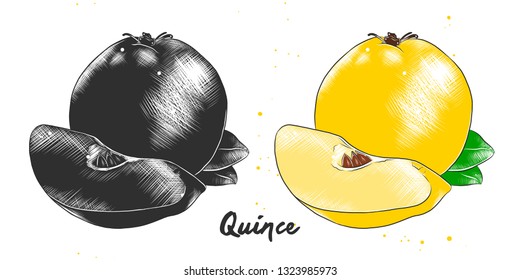 Vector engraved style illustration for posters, decoration, packaging and print. Hand drawn sketch of quince fruit in monochrome and colorful. Detailed vegetarian food drawing. 