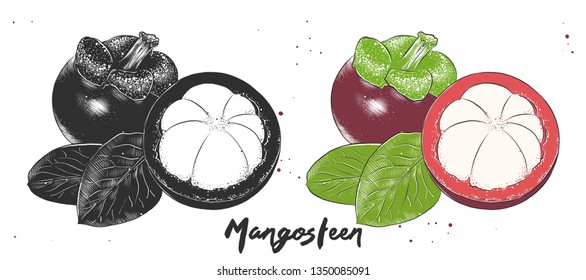 Vector engraved style illustration for posters, decoration and print. Hand drawn etching sketch of mangosteen in monochrome and colorful. Detailed vegetarian food linocut drawing. 