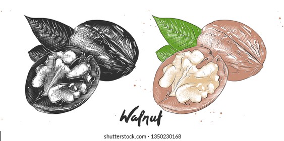 Vector engraved style illustration for posters, decoration and print. Hand drawn etching sketch of walnuts in monochrome and colorful. Detailed vegetarian food linocut drawing. 