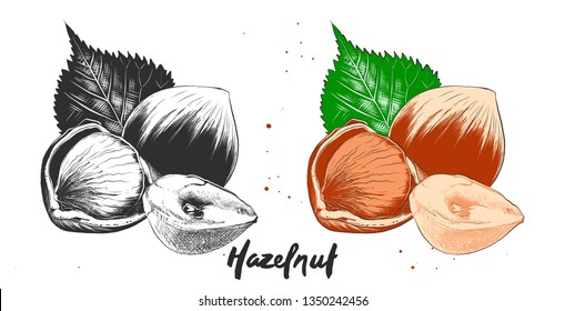 Vector engraved style illustration for posters, decoration and print. Hand drawn etching sketch of hazelnuts in monochrome and colorful. Detailed vegetarian food linocut drawing. 