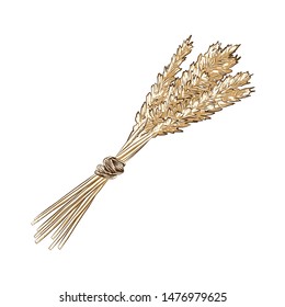Vector engraved style illustration for posters, decoration and print. Hand drawn sketch of wheat ear, colorful isolated on white background. Detailed vintage woodcut style