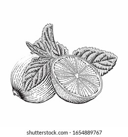 Vector engraved style illustration for posters, decoration and print. Hand drawn etching sketch of passion fruit in monochrome. Detailed vegetarian food linocut drawing. Scratch board imitation.