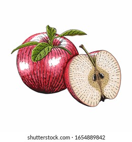 Vector engraved style illustration for posters, decoration and print. Hand drawn etching sketch of passion fruit in colorful. Detailed vegetarian food linocut drawing. Scratch board imitation.