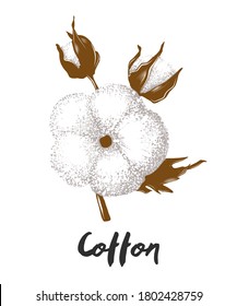 Ilustración de estilo vectorial grabada para afiches, decoración, logotipo e impresión. Esbozo dibujado a mano de una flor de algodón en colorido aislado sobre fondo blanco. Dibujo de estilo de madera vintage detallado.
