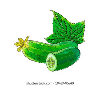 Сucumber vector engraved style illustration for posters, decoration and print. Hand drawn etching sketch of passion fruit in colorful. Detailed vegetarian food linocut drawing. Scratch board imitation