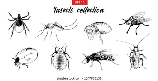 Vector engraved style illustrations for posters, logo, emblem and badge. Hand drawn sketch set of insects, fly, sucker, mosquito, bug, wasp, mite, cockroach. Detailed vintage etching drawing.