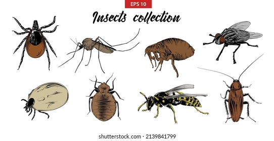 Vector engraved style illustrations for posters, logo, emblem and badge. Hand drawn sketch set of insects, fly, sucker, mosquito, bug, wasp, mite, cockroach. Detailed vintage etching drawing.