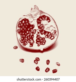 Vector engraved style one color illustration, half of pomegranate