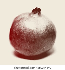 Vector engraved style one color illustration, full pomegranate