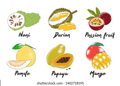 Vector engraved style organic exotic fruits collection for posters, decoration, packaging, menu, logo. Hand drawn colorful sketches isolated on white background. Detailed vintage woodcut drawing.