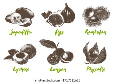 Vector engraved style organic exotic fruits collection for posters, decoration, packaging, menu, logo. Hand drawn monochrome sketches isolated on white background. Detailed vintage woodcut drawing.