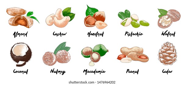Vector engraved style organic nuts bundle for posters, decoration, packaging, menu, logo, emblem. Hand drawn colorful sketches isolated on white background. Detailed vintage woodcut drawing. 