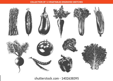 Vector engraved style organic vegetables collection for posters, decoration, packaging. Hand drawn monochrome sketches isolated on white background. Detailed vintage woodcut drawing.