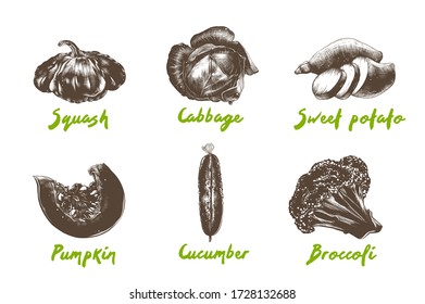 Vector engraved style organic vegetables collection for posters, logo, menu, decoration, packaging. Hand drawn monochrome sketches isolated on white background. Detailed vintage woodcut drawing.
