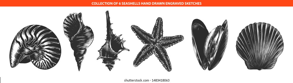 Vector engraved style seashells and mollusk collection for posters, decoration, emblem and logo. Hand drawn sketches of in monochrome isolated on white background. Detailed vintage woodcut drawing. 