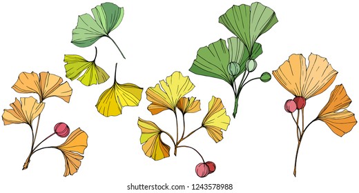 Vector. Engraved yellow, orange and green ginkgo leaf. Plant botanical garden. Isolated ginkgo illustration element on white background.