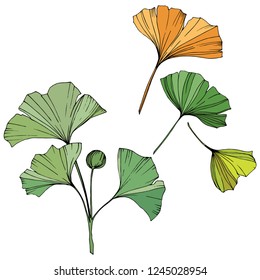 Vector. Engraved yellow, orange and green ginkgo leaf. Plant botanical garden. Isolated ginkgo illustration element on white background.