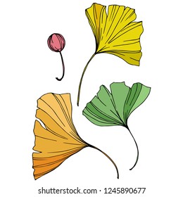 Vector. Engraved yellow, orange and green ginkgo leaf. Plant botanical garden. Isolated ginkgo illustration element on white background.
