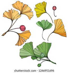 Vector. Engraved yellow, orange and green ginkgo leaf. Plant botanical garden. Isolated ginkgo illustration element on white background.