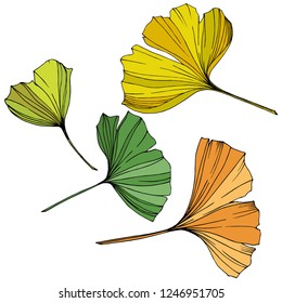 Vector. Hojas de ginkgo amarillas, naranjas y verdes grabadas. Jardín botánico de la planta. Elemento de ilustración de ginkgo aislado sobre fondo blanco.