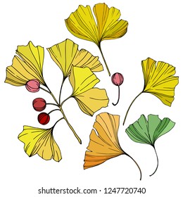 Vector. Engraved yellow, orange and green ginkgo leaf. Plant botanical garden. Isolated ginkgo illustration element on white background.