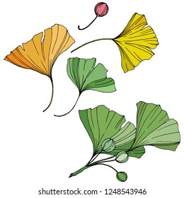 Vector. Engraved yellow, orange and green ginkgo leaf. Plant botanical garden. Isolated ginkgo illustration element on white background.