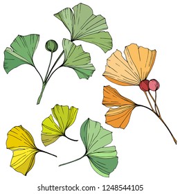 Vector. Engraved yellow, orange and green ginkgo leaf. Plant botanical garden. Isolated ginkgo illustration element on white background.